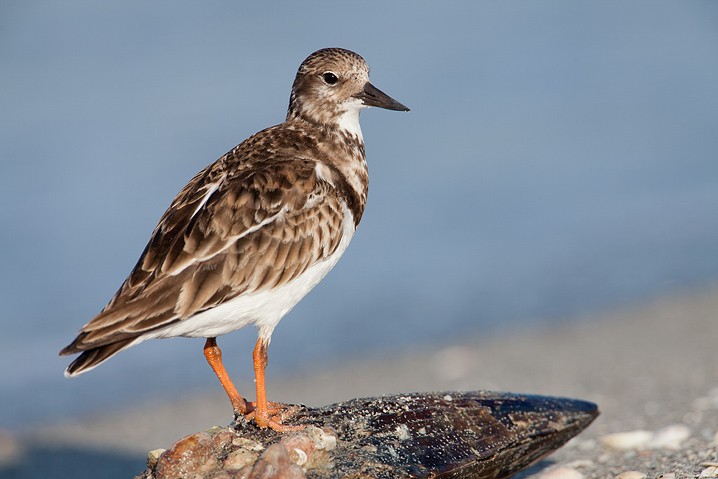 Steinwlzer Arenaria interpres Ruddy Turnstone